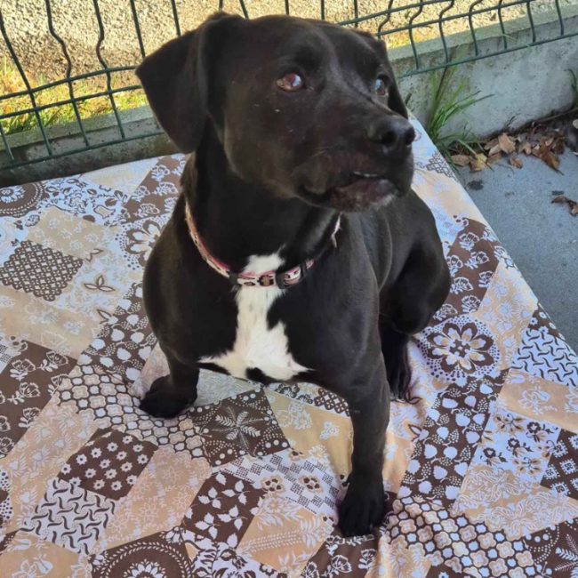 Marcus - Chien à adopter