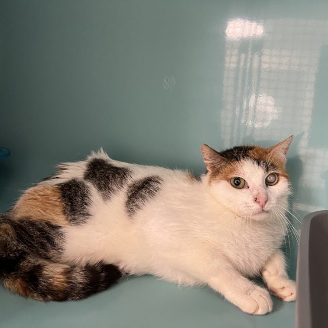 Candy - Chat Européen à adopter