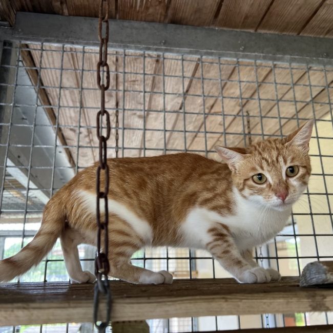 Atticus - Chat Européen à adopter