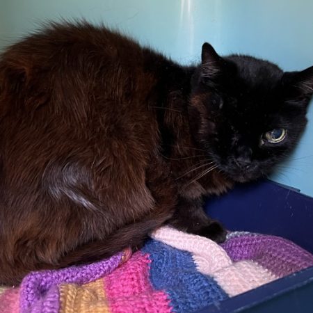 Pacha - Chat Européen à adopter