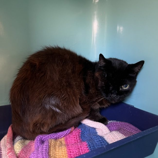 Pacha - Chat Européen à adopter