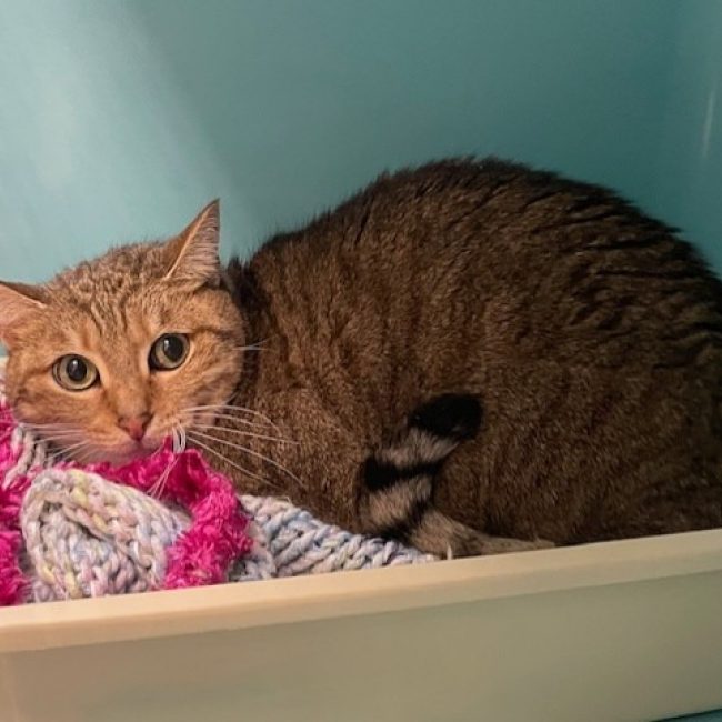 Paprika - Chat Européen à adopter