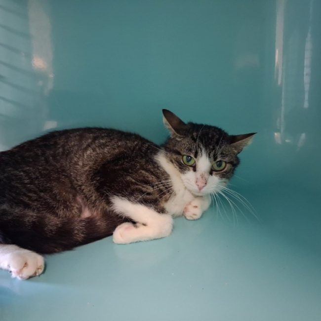 Spears - Chat Européen à adopter