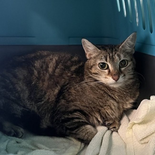 Alba - Chat Européen à adopter
