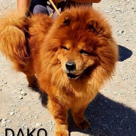 Dako - Chien Chow Chow à adopter