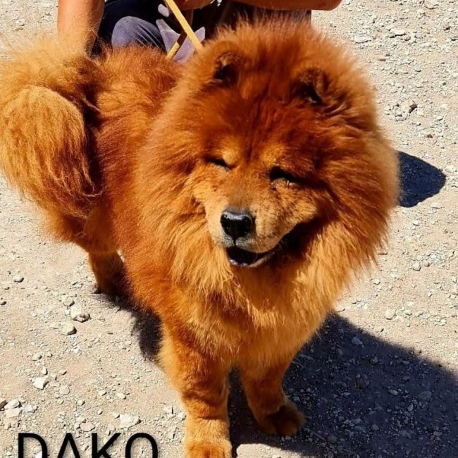Dako - Chien Chow Chow à adopter