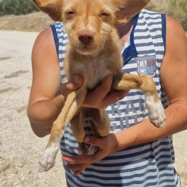 Blondie - Chien à adopter