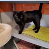 Réservé binx
