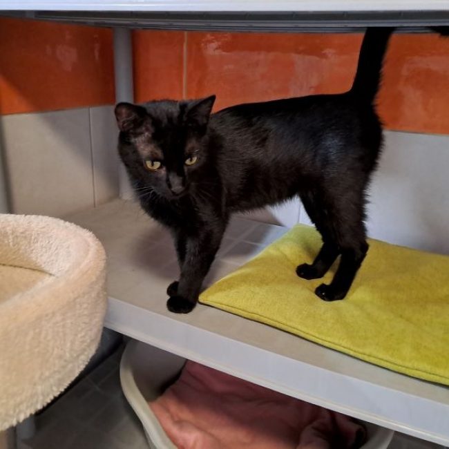 Binx - Chat Européen à adopter