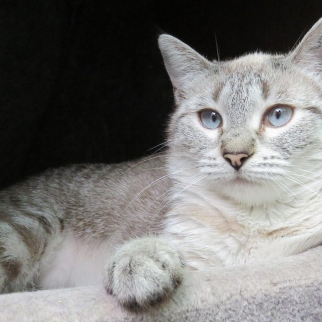 Bijou