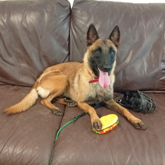 Tama - Chien Berger Belge Malinois à adopter