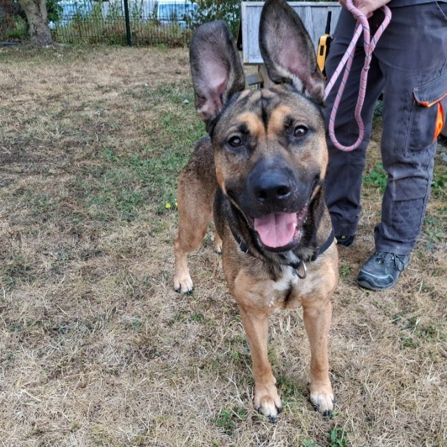 Billy - Chien Berger à adopter