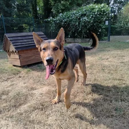 Vic - Chien Berger à adopter