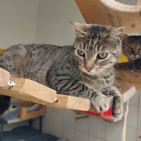 Afaitu - Chat Européen à adopter