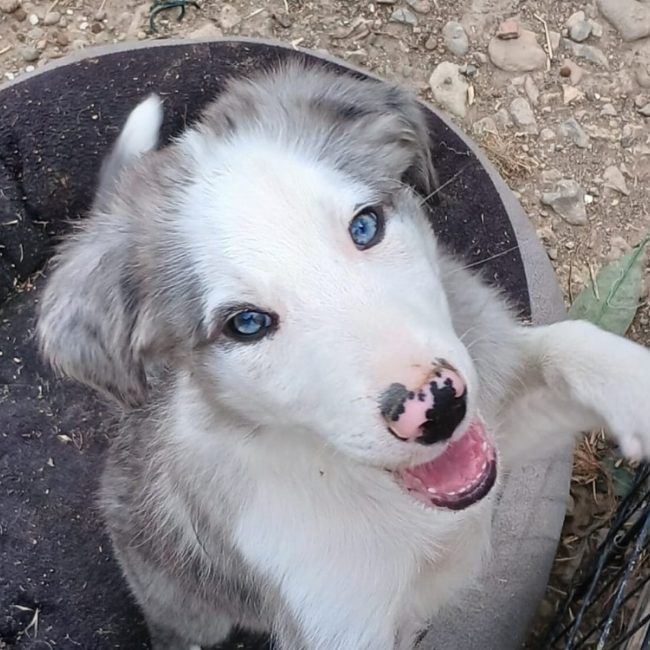 Bronx - Chien Border Collie à adopter
