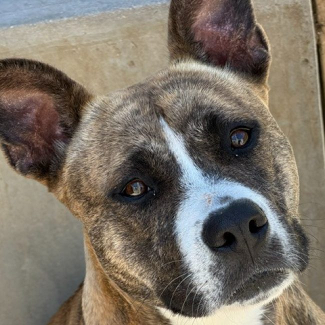 Tayra - Chien à adopter