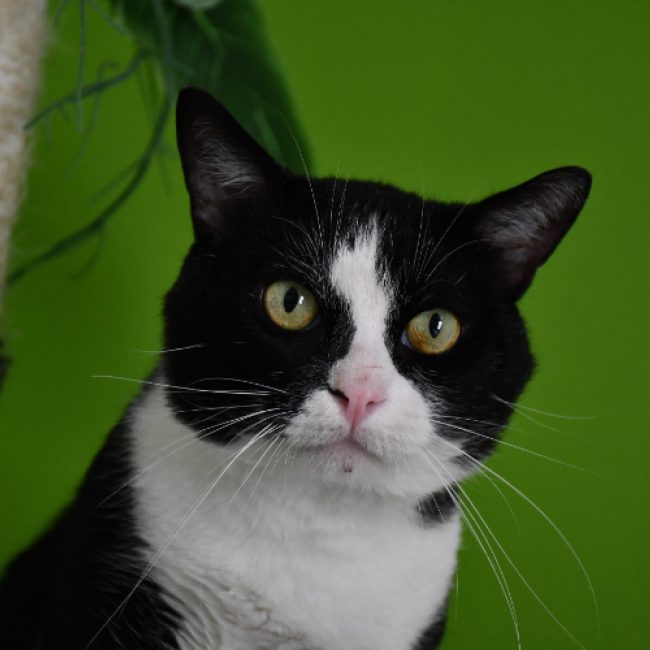 Nouchami - Chat Européen à adopter