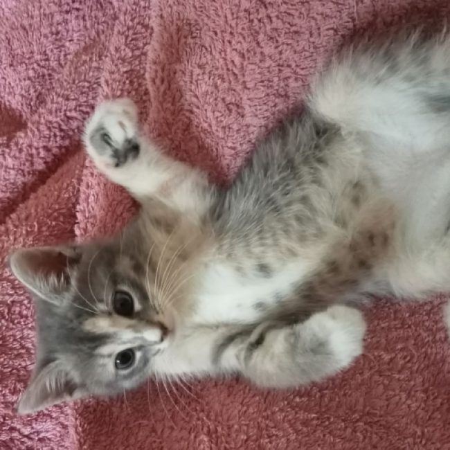 Zora - Chat Européen à adopter