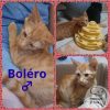BOLERO