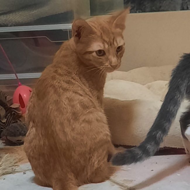 BOLERO - Chat Européen à adopter