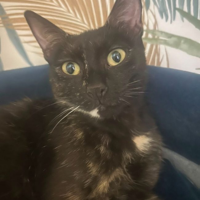 Amarice. - Chat à adopter