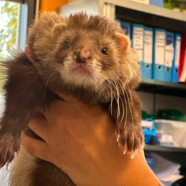 Swiffer - Rongeur Furet à adopter