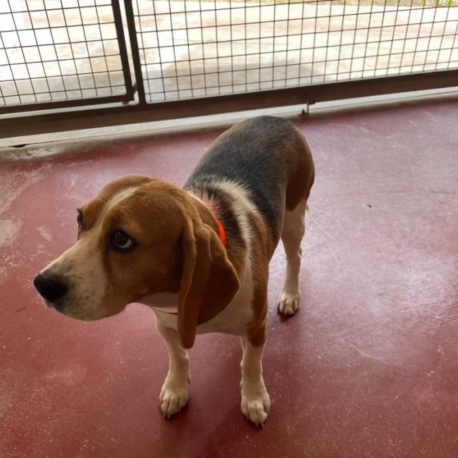 Toupie - Chien Beagle à adopter