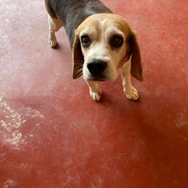 Pilou - Chien Beagle à adopter