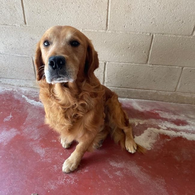 Tiag - Chien à adopter