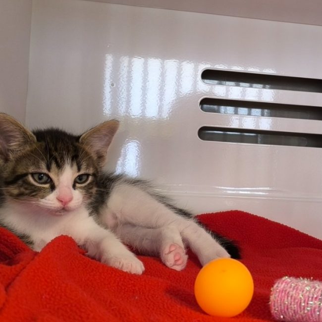 Banzai - Chat Européen à adopter
