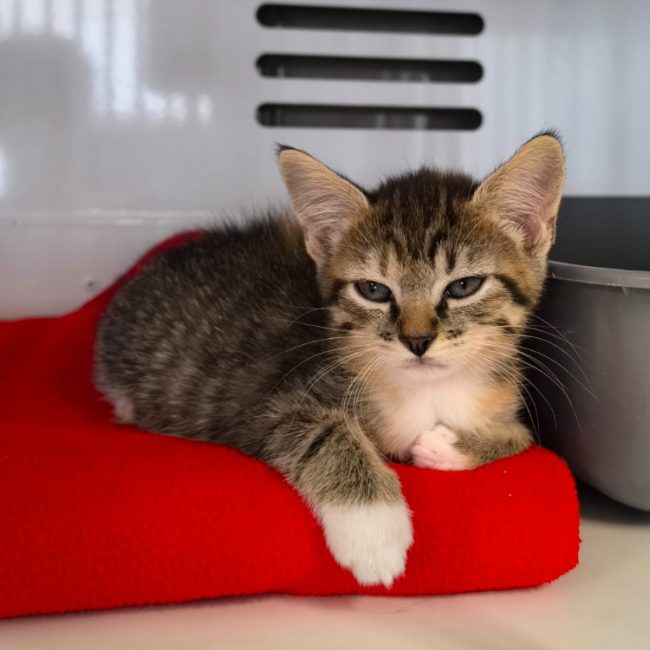 Bridget - Chat Européen à adopter
