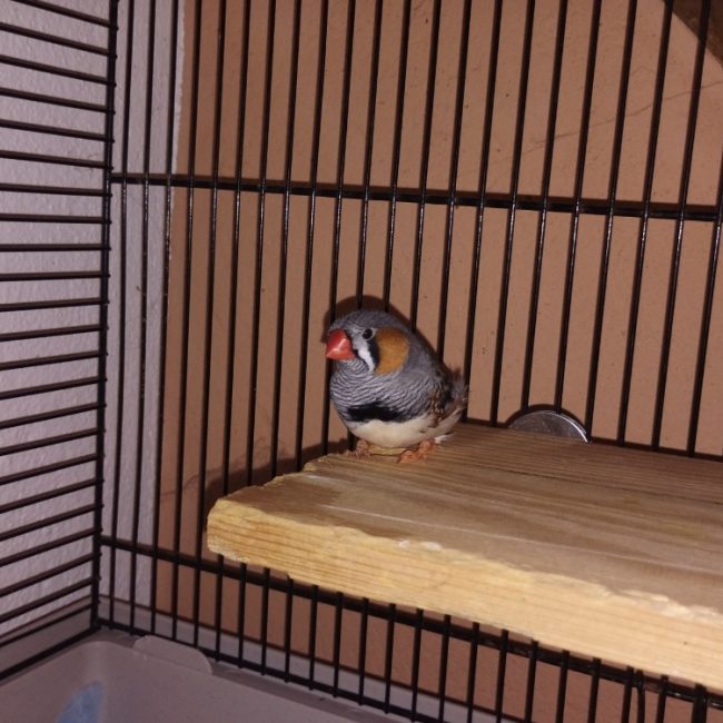 Pioupiou - Oiseau à adopter