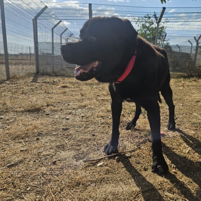 Hugo - Chien à adopter