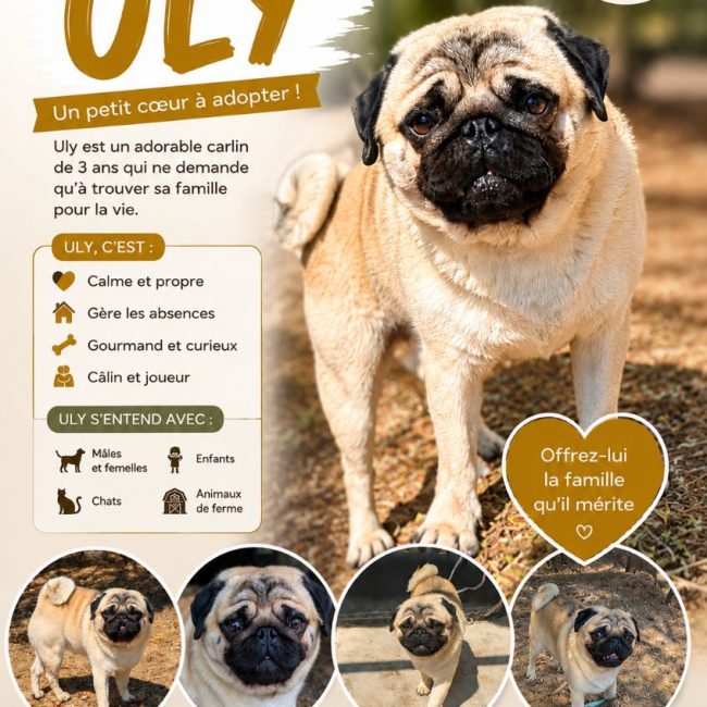 Uly - Chien Carlin à adopter