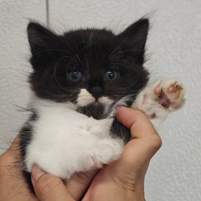 Salsa - Chat Européen à adopter
