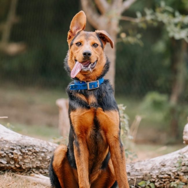 Soka - Chien à adopter