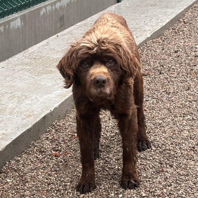 Rotwell - Chien à adopter