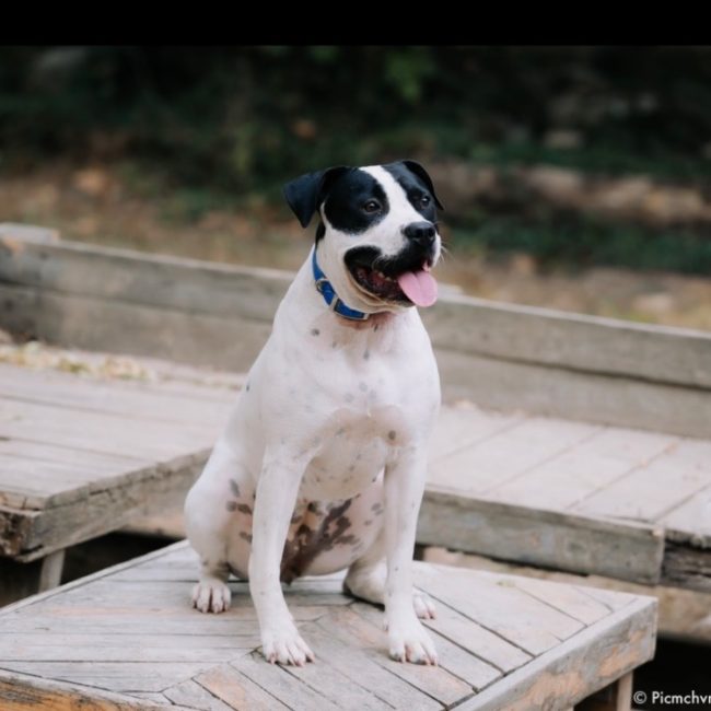 Athena - Chien Bouledogue Américain à adopter