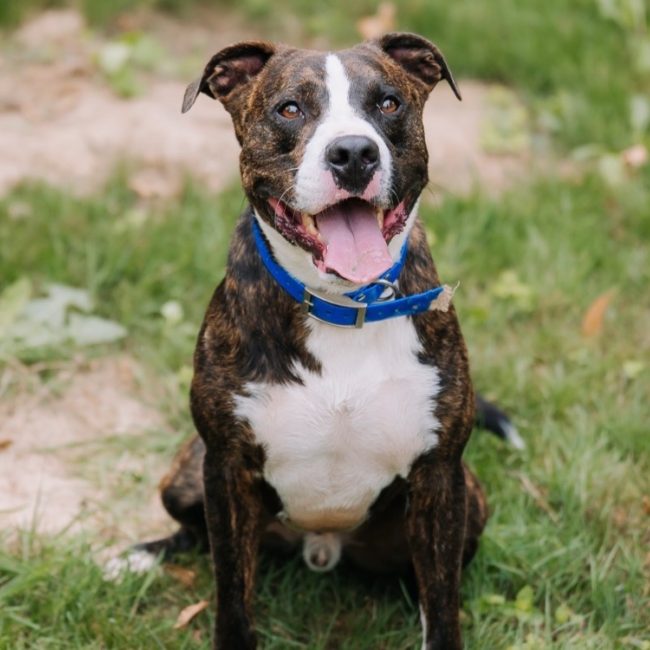 Nino - Chien à adopter