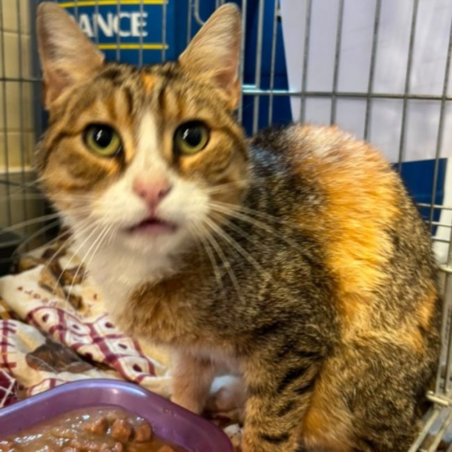Brume - Chat Européen à adopter