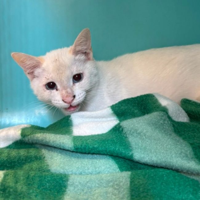 Farine - Chat Européen à adopter