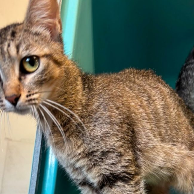 Tagada - Chat Européen à adopter