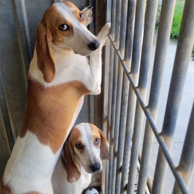 Yaya - Chien Porcelaine à adopter