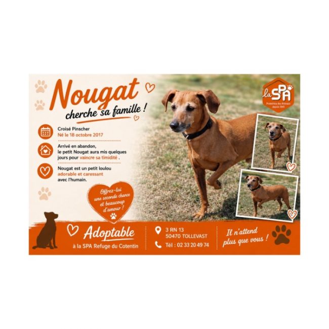 Nougat - Chien à adopter