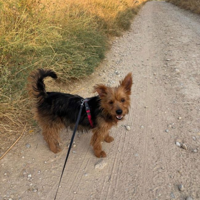 GORDI - Chien Yorkshire Terrier à adopter