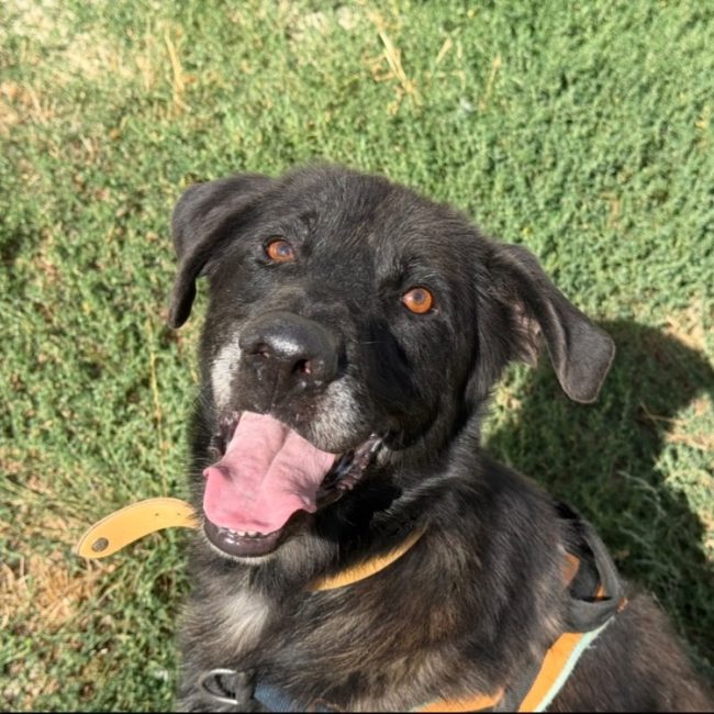 Frollo - Chien Berger à adopter