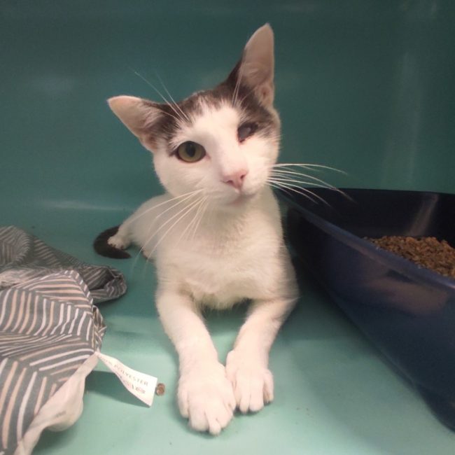 Rakham - Chat Européen à adopter