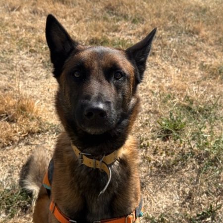 Fargo - Chien Berger Belge Malinois à adopter
