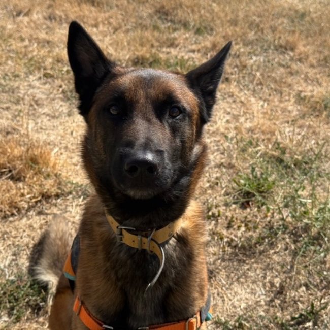 Fargo - Chien Berger Belge Malinois à adopter
