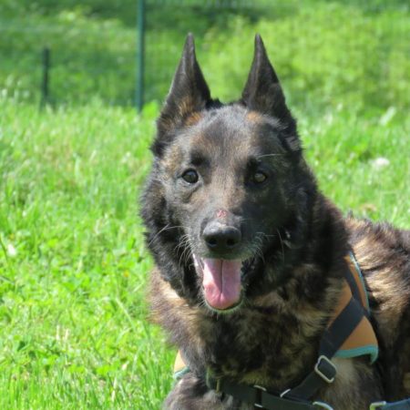 Tyson - Chien à adopter